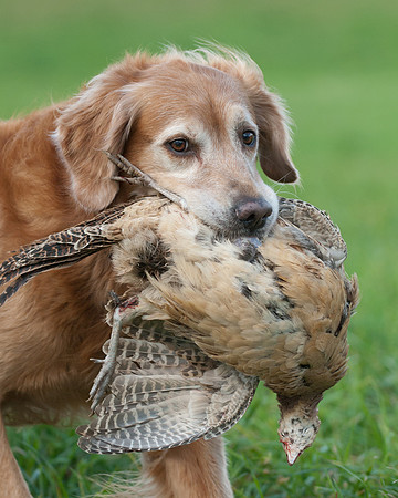 DSC_6721_Sage