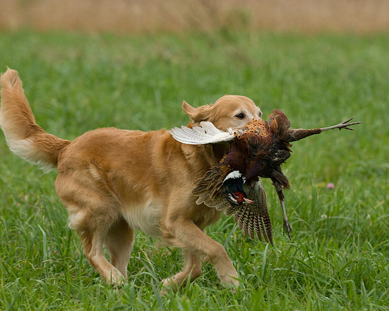 DSC_1025-Derby