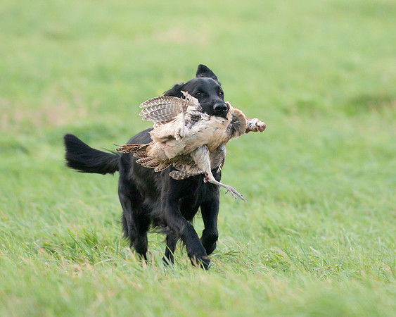 DSC_6579_Piper