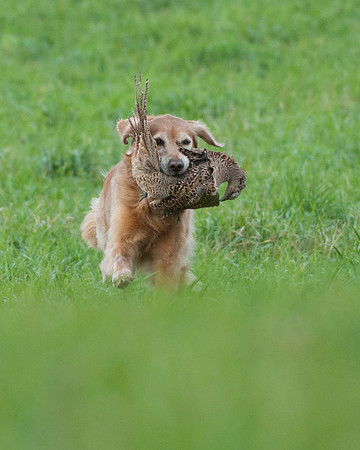 DSC_6699_Sage