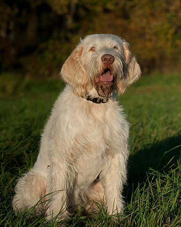 DSC_7464_Rico