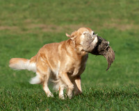 DSC_6591_TestDog