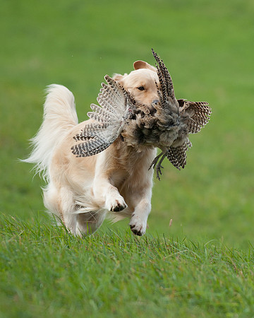 DSC_6863_Bing