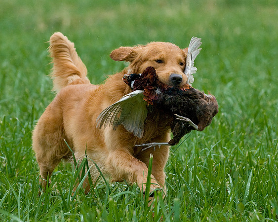 DSC_1313-Jerry
