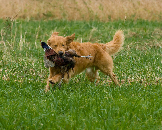 DSC_1285-Jerry