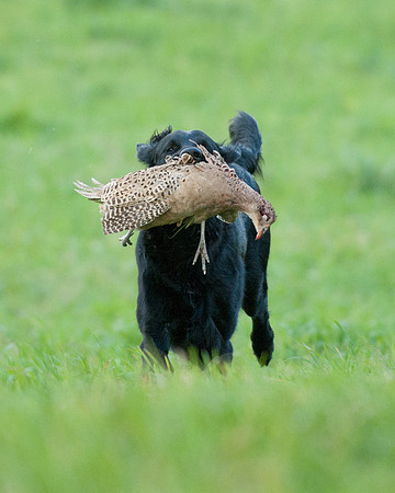 DSC_6563_Piper