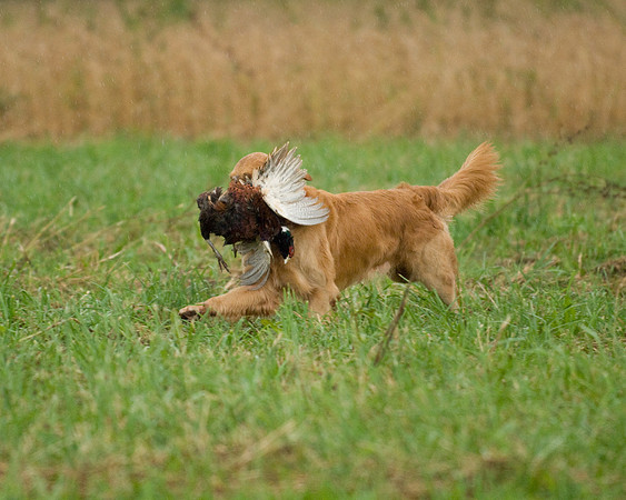 DSC_1358-