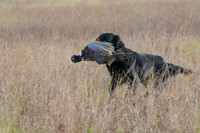 DSC_3619_Windy