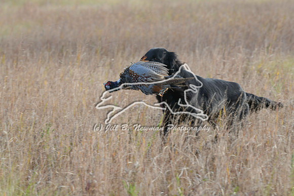 DSC_3619_Windy