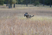 DSC_3611_Windy