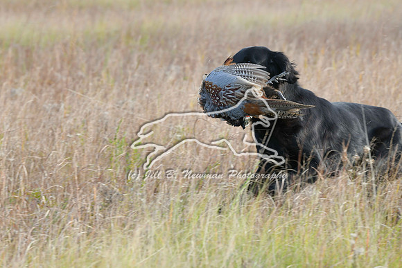 DSC_3621_Windy