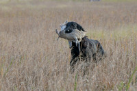 DSC_3638_Windy