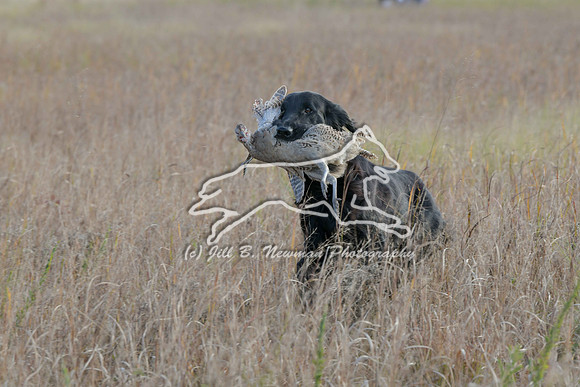 DSC_3638_Windy