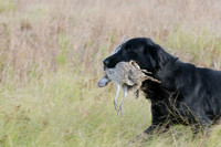 DSC_3643_Windy
