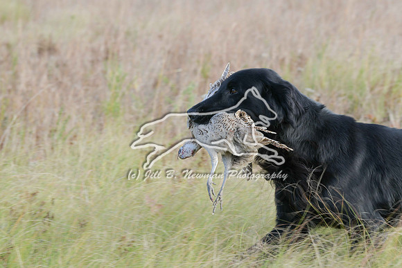 DSC_3643_Windy