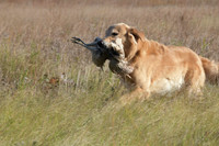 DSC_3683_Teague