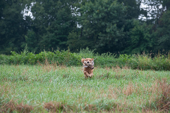 WRC_5879Spanky
