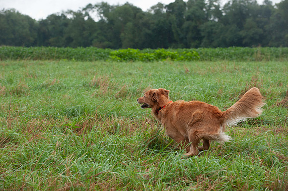 WRC_5853Spanky