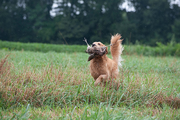 WRC_5887Spanky