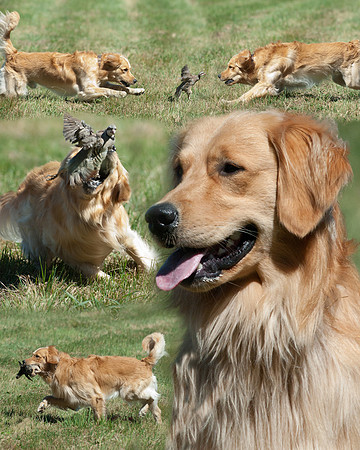 DSC_4849_Collage