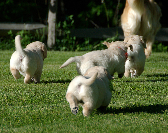 DSC_0231_DeltaPups