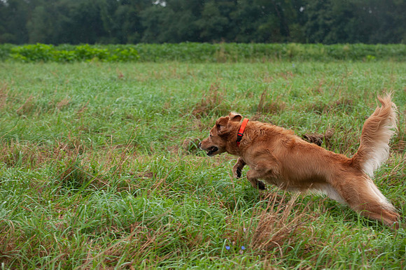 WRC_5852Spanky