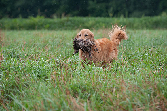 WRC_5719Biskit