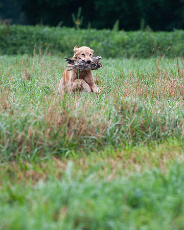 WRC_5813Chaplin