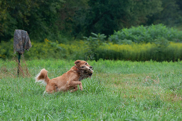WRC_5860Spanky