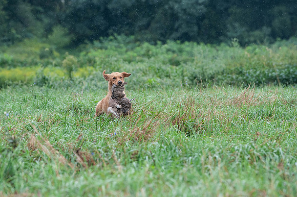 WRC_5603Spicy