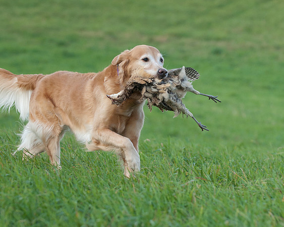 DSC_6604_TestDog