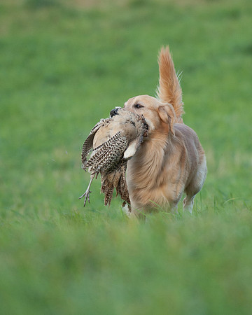 DSC_6406_Rudy