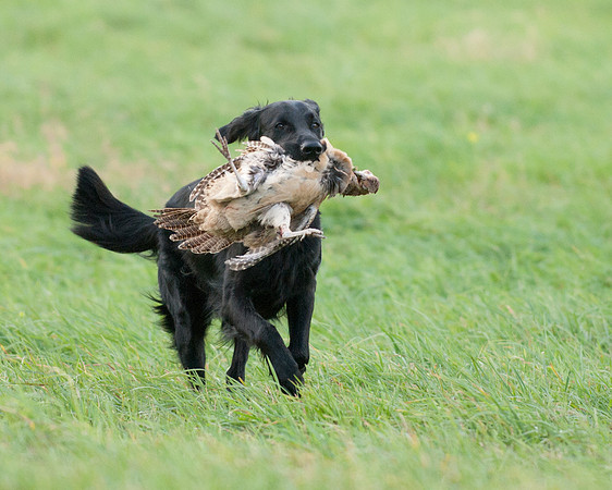 DSC_6577_Piper