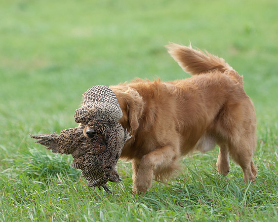 DSC_6782_Jerry