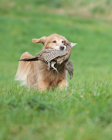 DSC_6744_Lucy