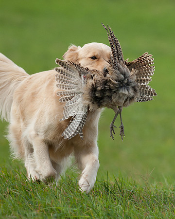 DSC_6865_Bing