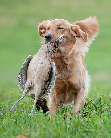 DSC_6725_Scoot