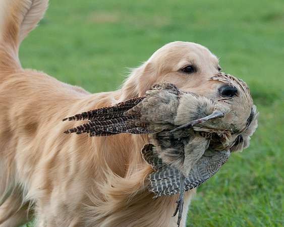 DSC_6518_Wyeth