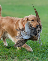 DSC_6647_Gracie