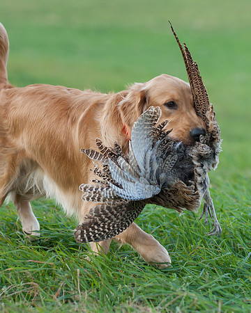 DSC_6647_Gracie