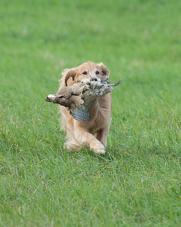 DSC_6747_Lucy