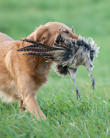 DSC_6487_RyeLeigh