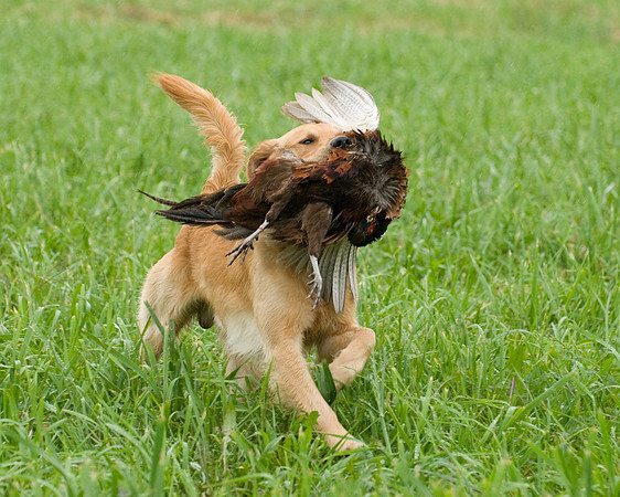DSC_1277-Rudy