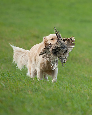 DSC_6860_Bing