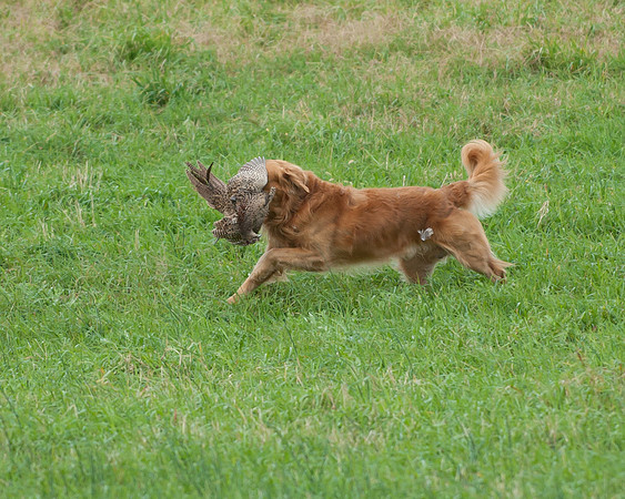DSC_6774_Jerry