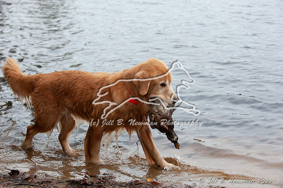 WRC_3248_Bronte