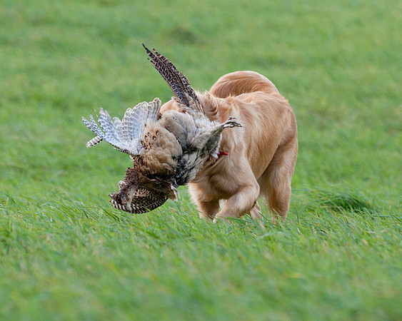 DSC_6642_Gracie