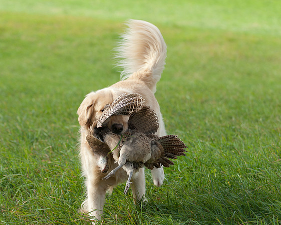 DSC_6856_Bing