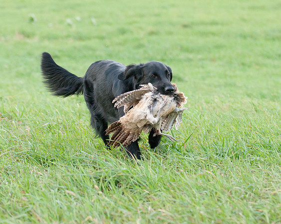 DSC_6581_Piper