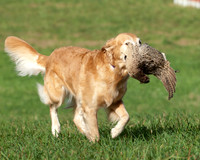 DSC_6593_TestDog